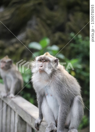 バリ島　ウブド　モンキーフォレスト　サレン・アグン寺院 130078093