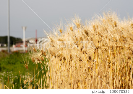 実った小麦畑 130078523