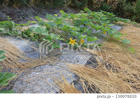 エホバク, ズッキーニ, カボチャ, 韓国カボチャのトマトトーン付け エホバク, ズッキーニ, カボチャ, 韓国カボチャのトマトトーン付け 130078810