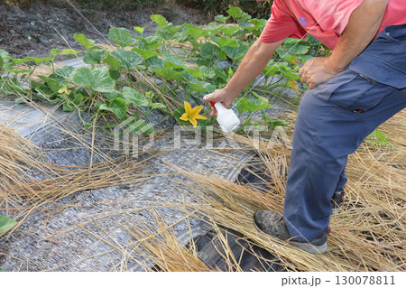 エホバク, ズッキーニ, カボチャ, 韓国カボチャのトマトトーン付け エホバク, ズッキーニ, カボチャ, 韓国カボチャのトマトトーン付け 130078811