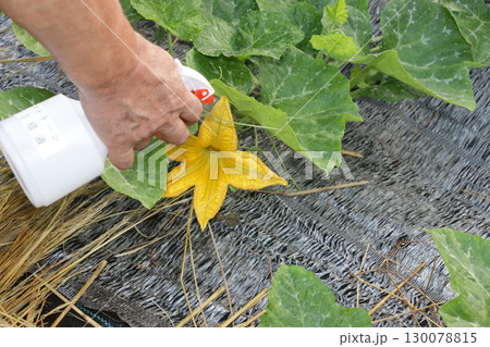 エホバク, ズッキーニ, カボチャ, 韓国カボチャのトマトトーン付け エホバク, ズッキーニ, カボチャ, 韓国カボチャのトマトトーン付け 130078815