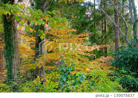 森の黄葉　【相模原市津久井　12月】 130078837
