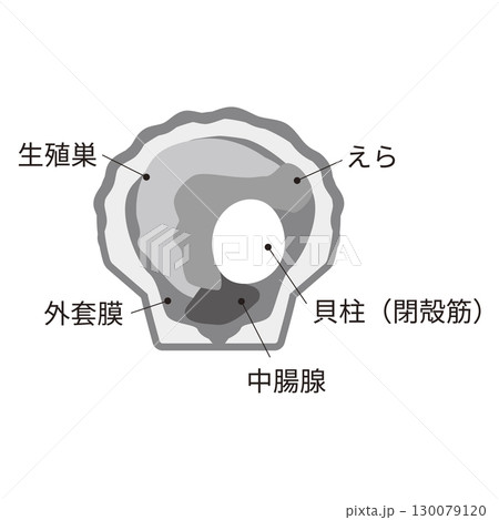 ホタテの説明図 130079120