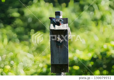 ブッポウソウ:巣立ちを促す親鳥、まだ準備ができていない幼鳥5 ブッポウソウ:巣立ちを促す親鳥、まだ準備ができていない幼鳥5 130079551