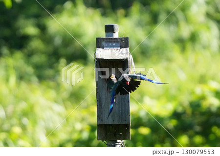 ブッポウソウ:巣立ちを促す親鳥、まだ準備ができていない幼鳥7 ブッポウソウ:巣立ちを促す親鳥、まだ準備ができていない幼鳥7 130079553