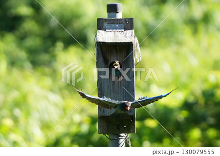 ブッポウソウ:巣立ちを促す親鳥、まだ準備ができていない幼鳥9 ブッポウソウ:巣立ちを促す親鳥、まだ準備ができていない幼鳥9 130079555
