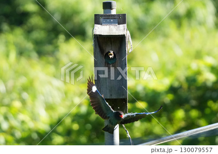 ブッポウソウ：巣立ちを促す親鳥、まだ準備ができていない幼鳥11 130079557