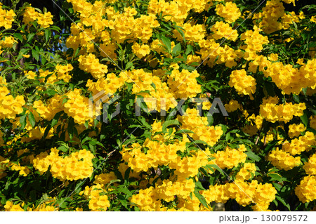 Nature Yellow Trumpet Bush background. 130079572