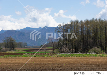 芽吹き始めた防風林と植え付けを待つ広大な高原野菜畑 130079632
