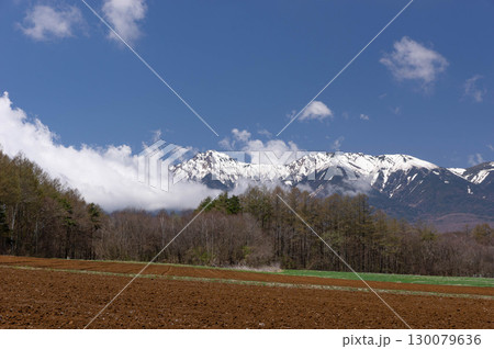 高原野菜畑とカラマツ林越しに遠望する白雲湧く残雪の八ヶ岳連峰 130079636