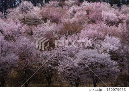 高原野菜畑の林縁を彩る満開の桜 高原野菜畑の林縁を彩る満開の桜 130079638