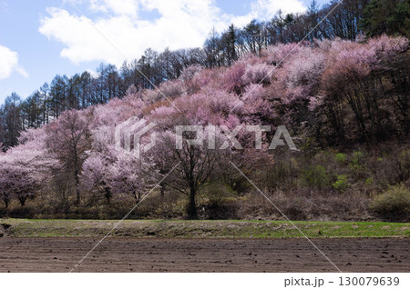 高原野菜畑の林縁を彩る満開の桜 高原野菜畑の林縁を彩る満開の桜 130079639