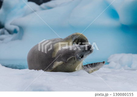 Crabeater Seal resting on a sheet of ice 130080155
