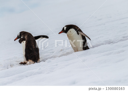 Gentoo colony at Danco Island Gentoo colony at Danco Island 130080163