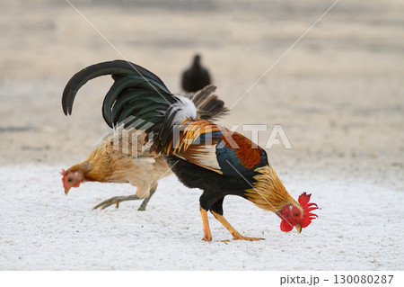 Selective focus of chicken.Chicken were looking for food. 130080287