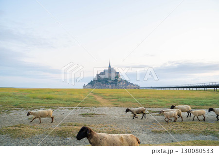 羊と草原に囲まれたモンサンミッシェルの風景(フランス世界遺産) 羊と草原に囲まれたモンサンミッシェルの風景(フランス世界遺産) 130080533