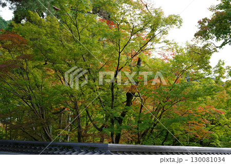 赤く紅葉が始まった京都の寺院の庭園の楓 赤く紅葉が始まった京都の寺院の庭園の楓 130081034