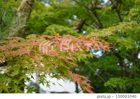 赤く紅葉が始まった京都の寺院の庭園の楓 130081040