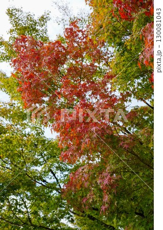 赤く紅葉が始まった京都の寺院の庭園の楓 赤く紅葉が始まった京都の寺院の庭園の楓 130081043