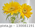 鮮やかな黄色のひまわりの花 130081191