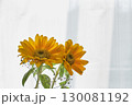 窓辺に飾られたひまわり 130081192