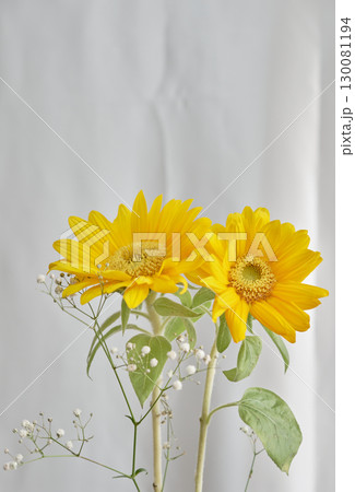 鮮やかな黄色のひまわりの花 鮮やかな黄色のひまわりの花 130081194