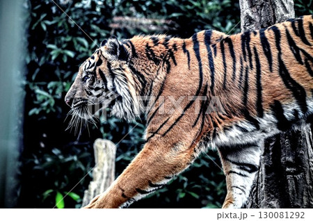 凛々しい顔で何かを見つめる虎 130081292