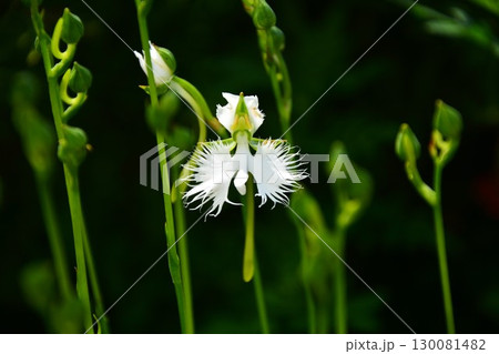 鷺草の花 鷺草の花 130081482