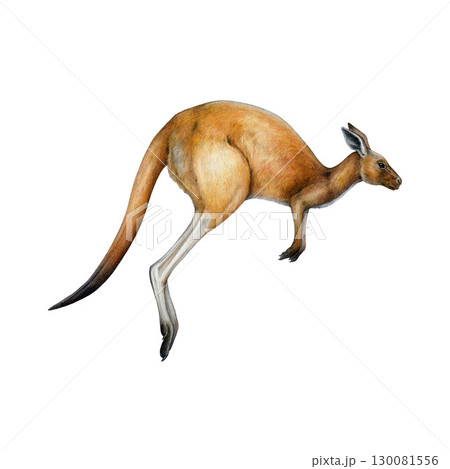 Jumping red kangaroo hand drawn vintage style realistic illustration. Australia native endemic marsupial wildlife hopping animal isolated on white background Jumping red kangaroo hand drawn vintage style realistic illustration. Australia native endemic marsupial wildlife hopping animal isolated on white background 130081556