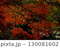 イロハモミジの紅葉にクローズアップした背景素材写真 130081602