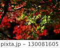 赤い色に移り変わって行くイロハモミジの紅葉にクローズアップした背景素材写真 130081605