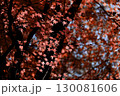 イロハモミジの紅葉にクローズアップした背景素材写真 130081606