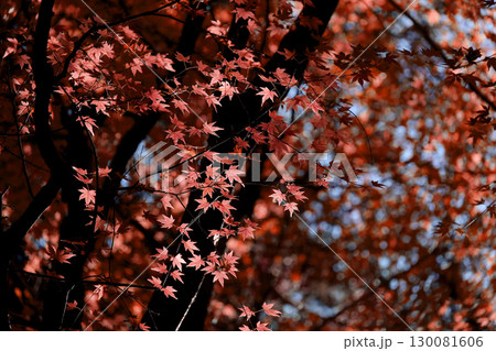 イロハモミジの紅葉にクローズアップした背景素材写真 130081606