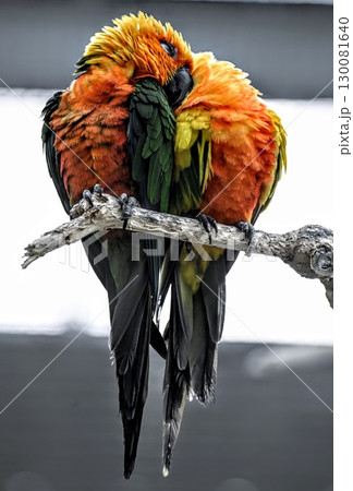 いちゃいちゃカップルなコガネメキシコインコ 130081640