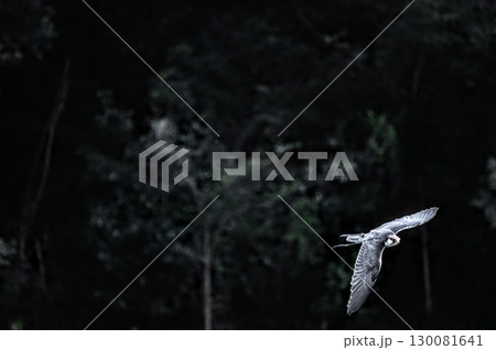 夜の森で獲物を狙うハンターハヤブサ 130081641