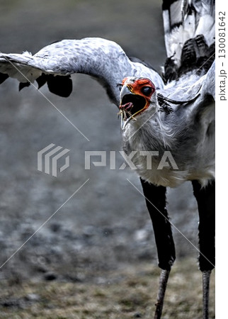 虫を食べるヘビクイワシ 虫を食べるヘビクイワシ 130081642