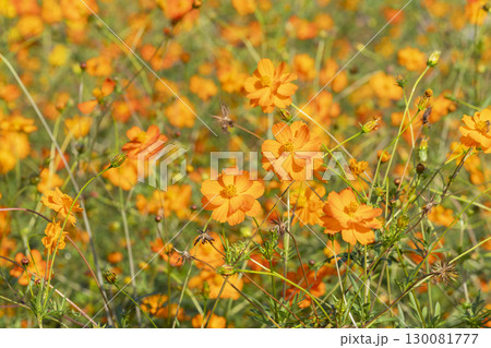 コスモスの花 130081777