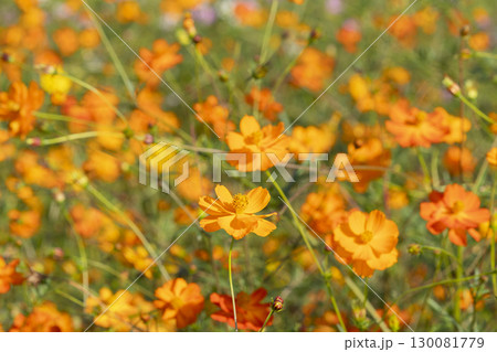 コスモスの花 130081779