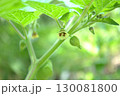畑で栽培されている食用ホオズキの花 130081800
