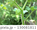 畑で栽培されている食用ホオズキの果実 130081811