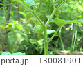 畑で栽培されている食用ホオズキの果実 130081901