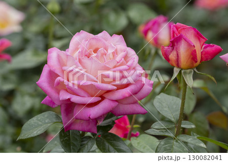 赤いバラの花 赤いバラの花 130082041