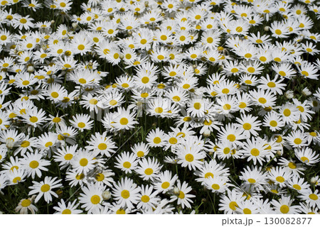 公園のノースポールの花が満開です。白い花々が密集して咲いています。 公園のノースポールの花が満開です。白い花々が密集して咲いています。 130082877