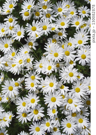 公園のノースポールの花が満開です。白い花々が密集して咲いています。 130082878