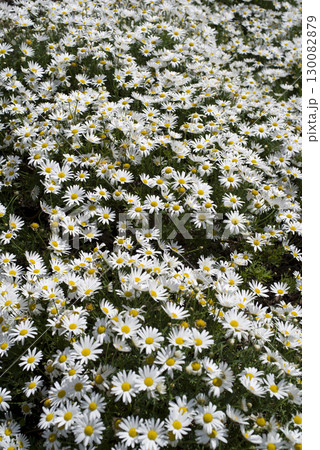 公園のノースポールの花が満開です。白い花々が密集して咲いています。 公園のノースポールの花が満開です。白い花々が密集して咲いています。 130082879