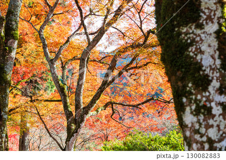 紅葉した山 紅葉した山 130082883