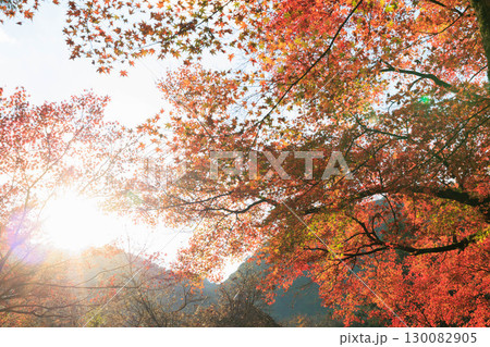 紅葉した山 紅葉した山 130082905