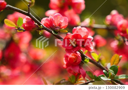 鮮やかな赤色のボケの花 鮮やかな赤色のボケの花 130082909