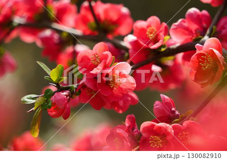 赤いボケの花	 130082910