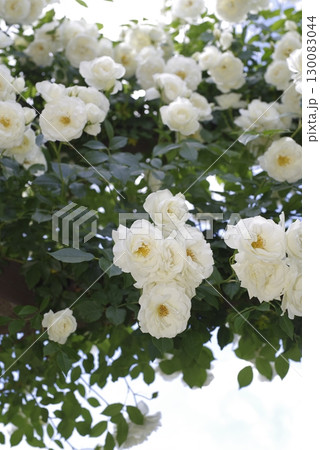 薔薇園に白色のバラの花が咲いています。このバラの名前はアイスバーグ(シュネーヴィッチェン)です。 薔薇園に白色のバラの花が咲いています。このバラの名前はアイスバーグ(シュネーヴィッチェン)です。 130083044